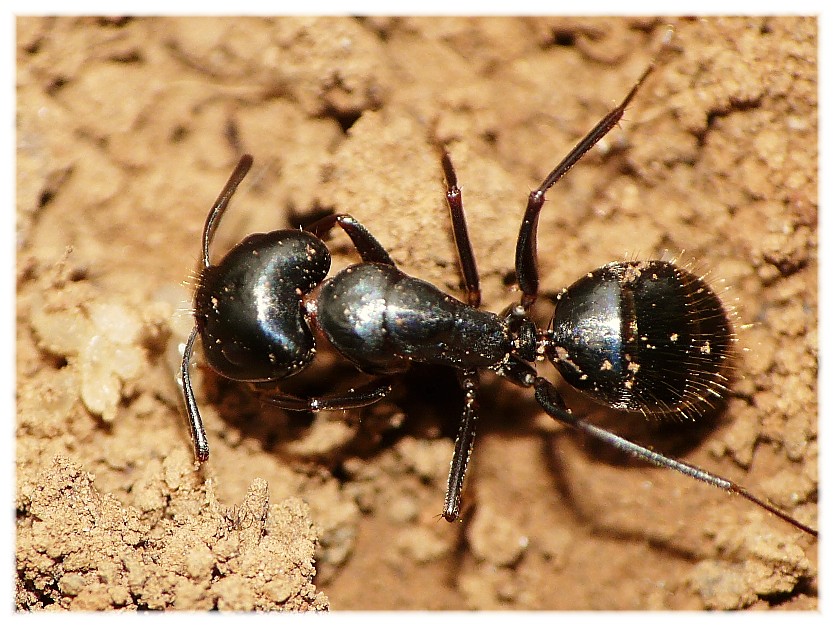 Camponotus sp.